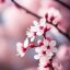 Майнкрафт сервер sakura.pickme.cloud