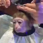 Майнкрафт сервер chunkymonkey.fun:19143